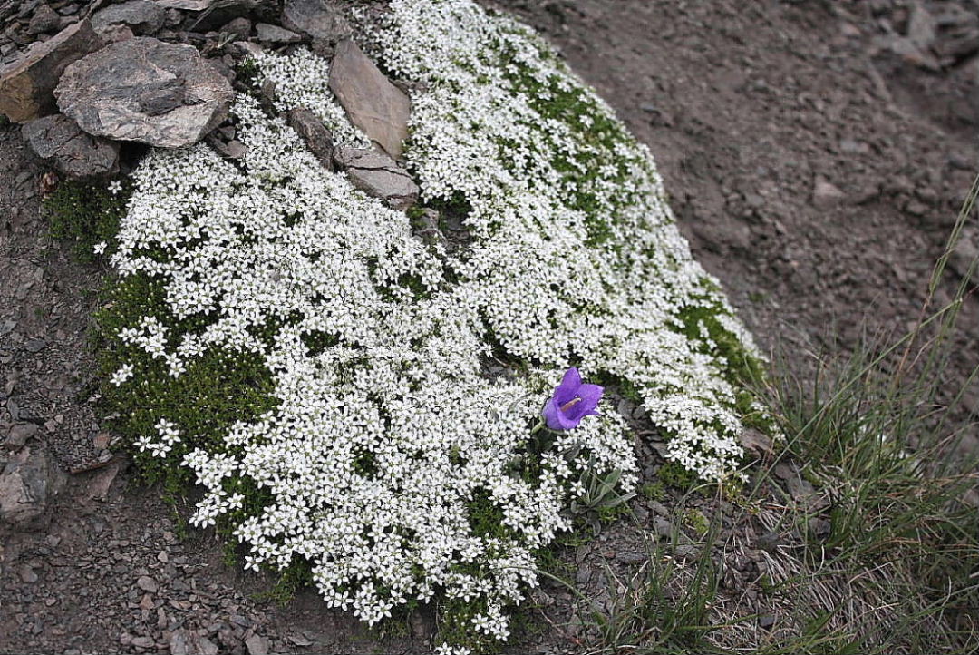 Facchinia (=Minuartia) rupestris e Campanula alpestris